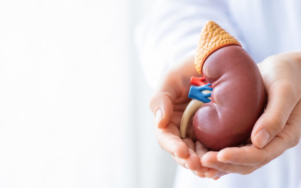 A clinician holding an anatomical model of a kidney and adrenal gland